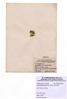 藏品(線形硬毛藻)的圖片